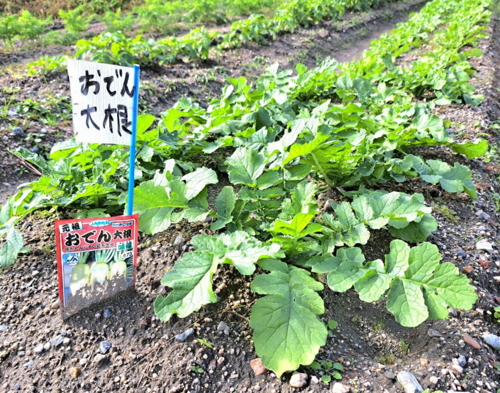 おでん大根