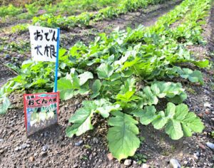 おでん大根